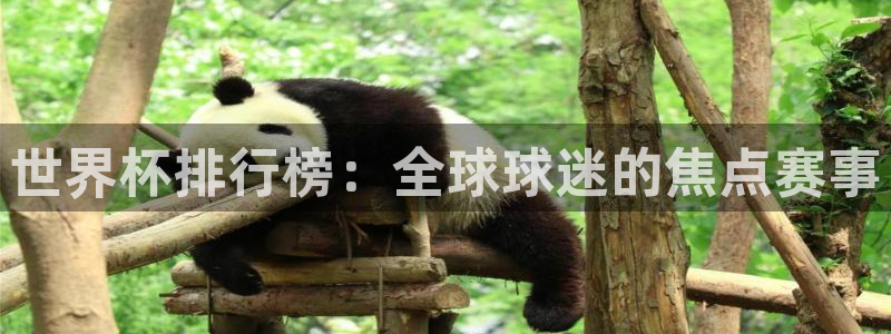 世界杯预选赛欧洲：世界杯排行榜：全球球迷的焦点赛事