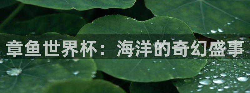 女足世界杯直播：章鱼世界杯：海洋的奇幻盛事
